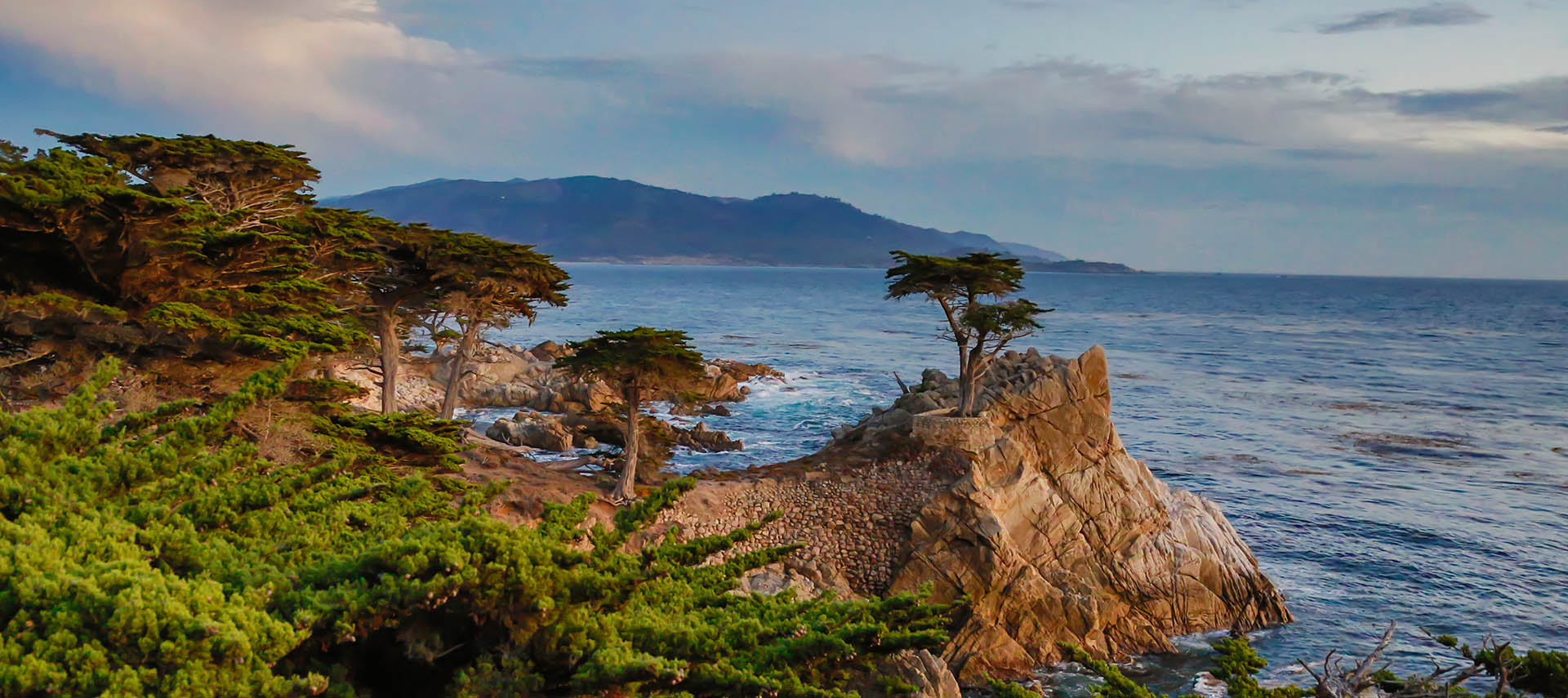 Lone cypress tree on the coast, ocean meets cliff.